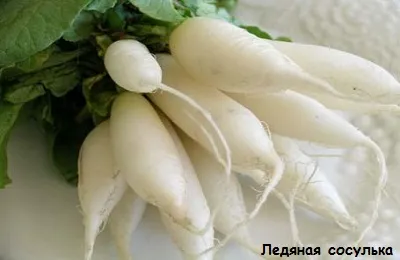 Как да засадим репички