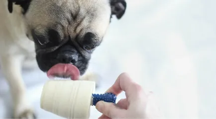 Куче със сладолед