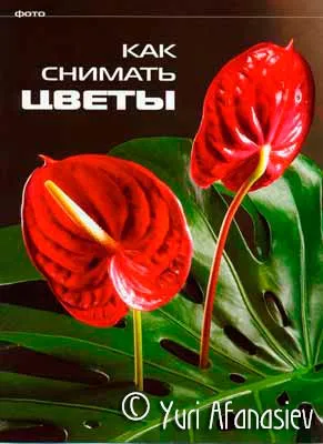 Как да приемате цветя