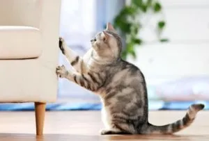 Отрязаното нокти при котките