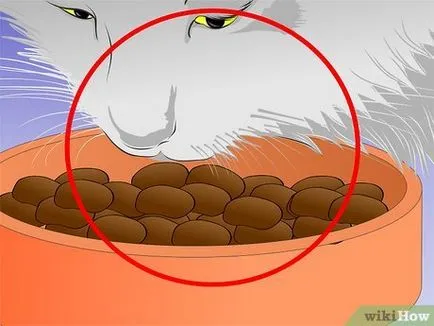 Къде е котката, която