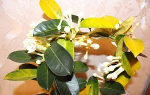 грижа Stephanotis у дома грижа Stephanotis у дома