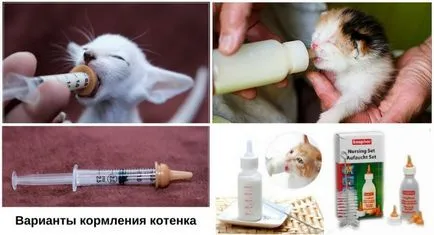 Котенца обичат да доведе до