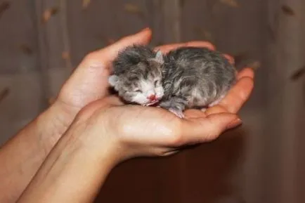 Котенца обичат да доведе до Котенца обичат да доведе до