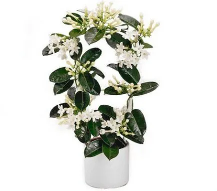 грижа Stephanotis у дома грижа Stephanotis у дома