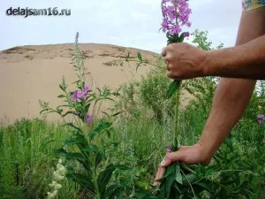 Как да си приготвите чай от върба чай