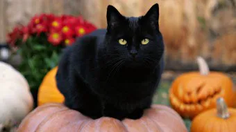 Две черни котки Две черни котки