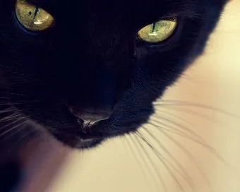 Две черни котки Две черни котки