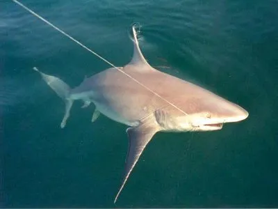 Shark мечта книга какво
