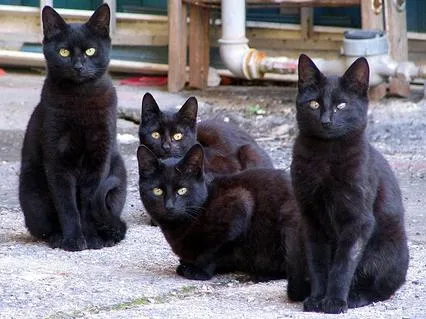 Две черни котки