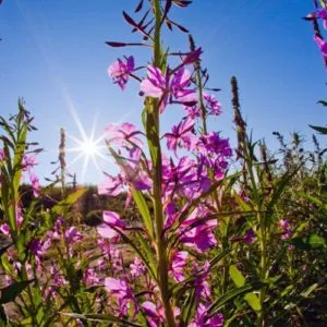 Колко полезна fireweed Колко полезна fireweed