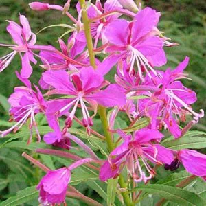Колко полезна fireweed Колко полезна fireweed