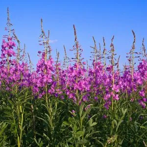 Колко полезна fireweed Колко полезна fireweed