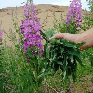Колко полезна fireweed Колко полезна fireweed