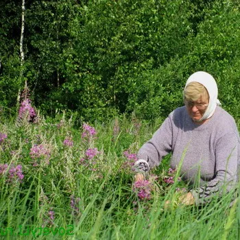 Събиране на билки за лечение на Събиране на билки за лечение на