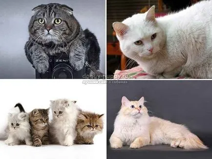 Прякори и техните последици за котки