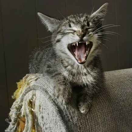 Дърво за котки