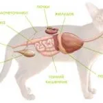 Какво е с котката, ако тя е в застой