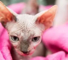 Sphynx породи котки