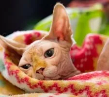 Sphynx породи котки
