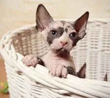 Sphynx породи котки