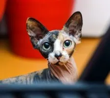 Sphynx породи котки