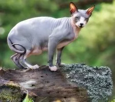 Sphynx породи котки