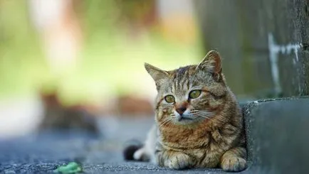 Какво е с котката, ако тя е в застой
