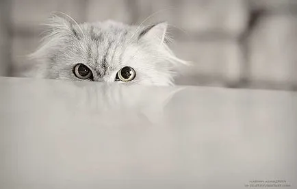 Сад снимки с котки
