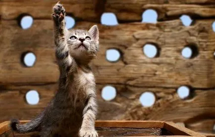 Сад снимки с котки