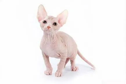 Sphynx породи котки