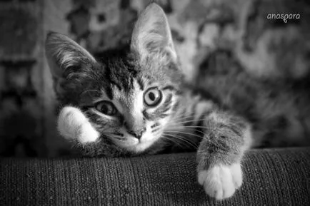 Сад снимки с котки