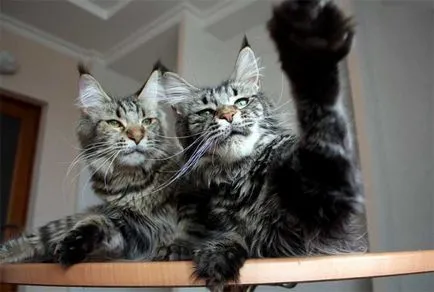 Сад снимки с котки
