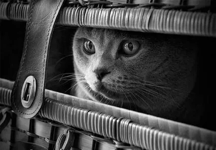 Сад снимки с котки