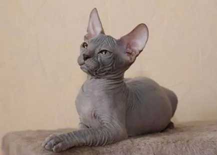 Sphynx породи котки