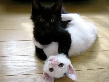 Сад снимки с котки