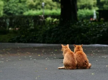 Сад снимки с котки