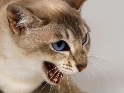 Сад снимки с котки