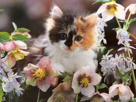 Сад снимки с котки