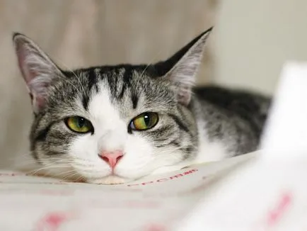 Сад снимки с котки