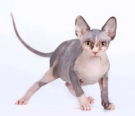 Sphynx породи котки