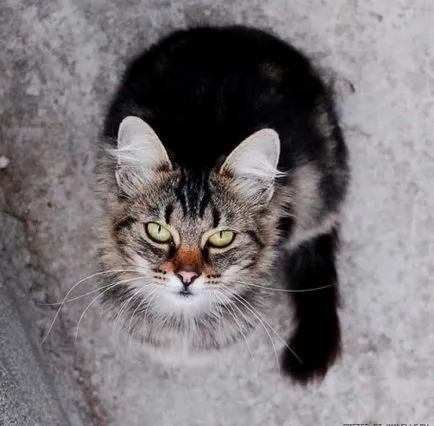 Сад снимки с котки