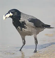 Какво е като птица