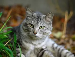 Какво липсващата котка Какво липсващата котка