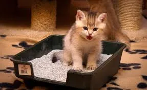 Дайте котката в приют Дайте котката в приют