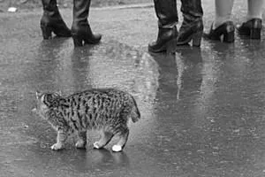 Какво липсващата котка Какво липсващата котка