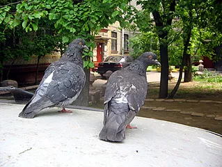 Какво е като птица