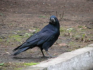 Какво е като птица