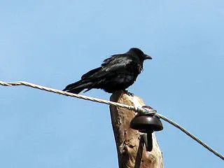 Какво е като птица