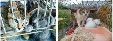Дайте котката в приют Дайте котката в приют